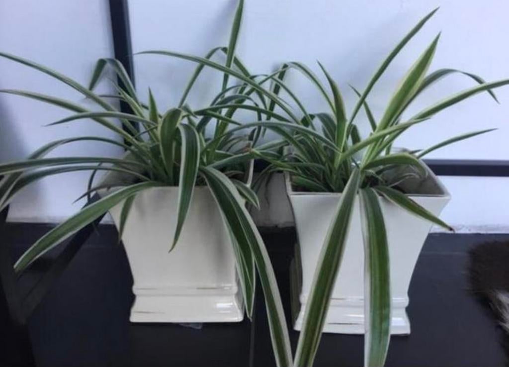 Bio grote Graslelie Chlorophytum gezond in de bloempotten, Overige soorten, In pot, Minder dan 100 cm, Bloeiende kamerplant