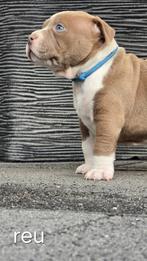 Prachtige american pocket bully,s pups, Parvo, Overige rassen, 8 tot 15 weken, Meerdere