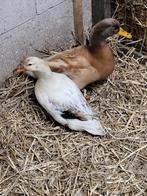 Paartje eenden, Dieren en Toebehoren, Meerdere dieren, Eend