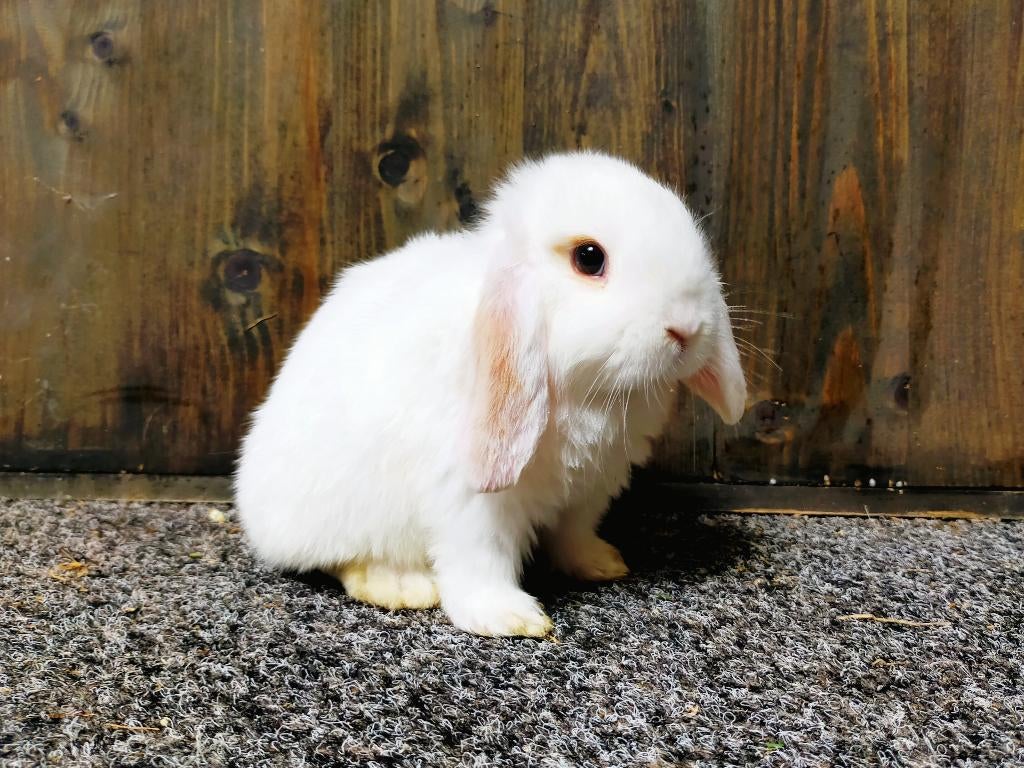 Mooi NHD/Minilop dwerg hangoor konijntje te reserveren., Dieren en Toebehoren, Konijnen, Mannelijk, Dwerg, Hangoor, 0 tot 2 jaar