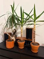 3x lucca plant, Ophalen, Overige soorten, Volle zon