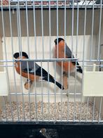 Noordse goudvink man, Mannelijk, Wildzangvogel, Geringd