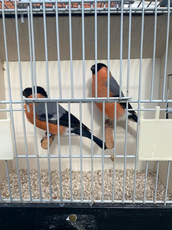 Noordse goudvink man (gereserveerd), Dieren en Toebehoren, Vogels | Overige Vogels, Wildzangvogel, Mannelijk, Geringd