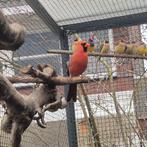 Koppel rode kardinalen, Dieren en Toebehoren, Meerdere dieren, Tropenvogel, Geringd