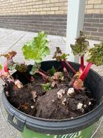 Rabarber stekken, Ophalen, Bloeit niet, Halfschaduw, Groenteplanten