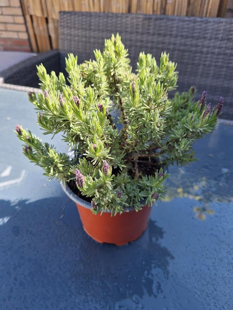 Lavendel plantje, Tuin en Terras, Planten | Tuinplanten, Volle zon, Vaste plant, Zomer, Ophalen