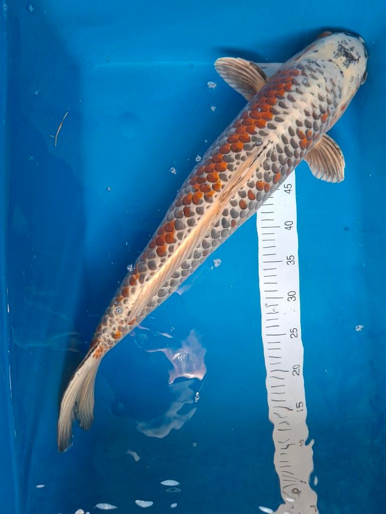 Koi Asagi 65 cm., Dieren en Toebehoren, Vissen | Vijvervissen, Karper of Koi