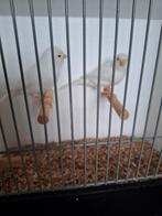 Te koop, Dieren en Toebehoren, Vogels | Kanaries, Meerdere dieren, Postuurkanarie