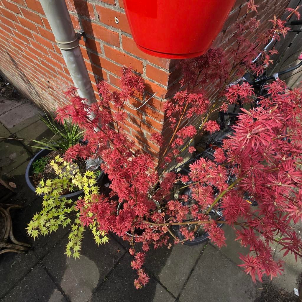 Acer palmatum 'Jerre Schwartz' pre-bonsai, Tuin en Terras, Planten | Bomen, Bloeit niet, Overige soorten, 100 tot 250 cm, Ophalen