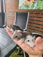 Tamme lieve dwerghamsters uit het hamsterhuis, Hamster, Maart, Meerdere dieren, Tam