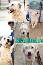 Maximus, groot formaat reu gec 4 jaar, Particulier, Reu, Buitenland, Eén hond