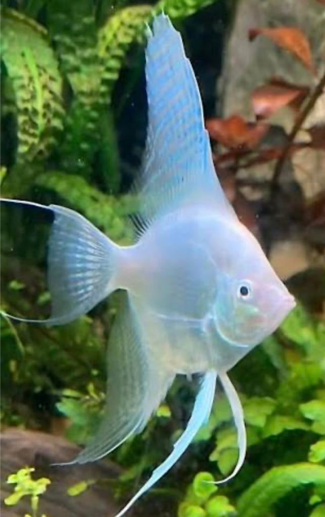 Pinoy Platinum White maanvissen, Dieren en Toebehoren, Vis, Zoetwatervis, Schoolvis