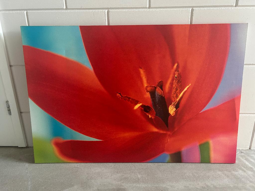 Schilderij met rode bloem, Ophalen, Zo goed als nieuw, Schilderij, 100 tot 125 cm