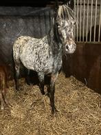 Hele mooie appaloose pony met luxe hengstveulen, Dieren en Toebehoren, Pony's, Merrie, Met stamboom, 3 tot 6 jaar, C pony (1.27m tot 1.37m)