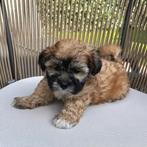 Toy-poedel x Malteser Shih-Tzu puppy, Parvo, 8 tot 15 weken, Meerdere, Meerdere dieren