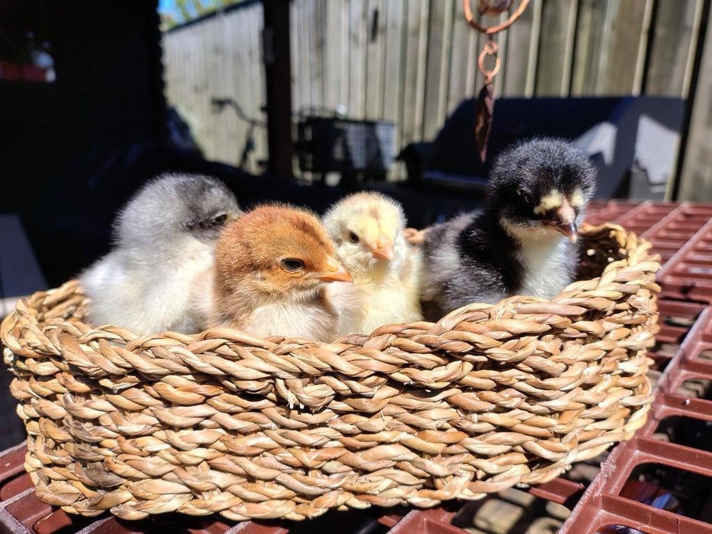 Brahma kuikens net uit het ei!, Dieren en Toebehoren, Geslacht onbekend, Kip