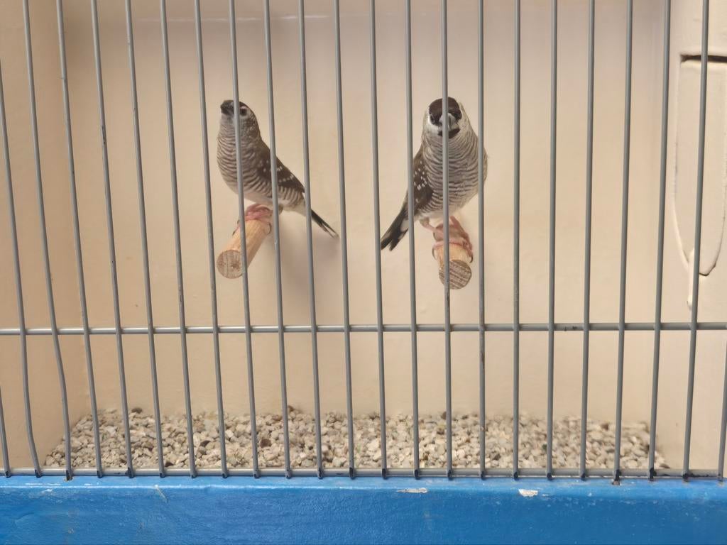 Koppels Ceres Amadine, Meerdere dieren