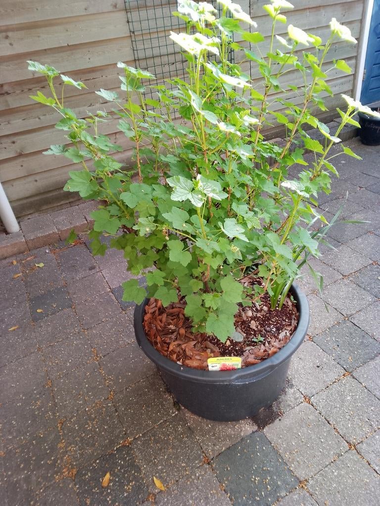 Aalbessenstruiken in cementkuip - heerlijk fruit!, Tuin en Terras, Ophalen, Volle zon, Vaste plant, Fruitplanten