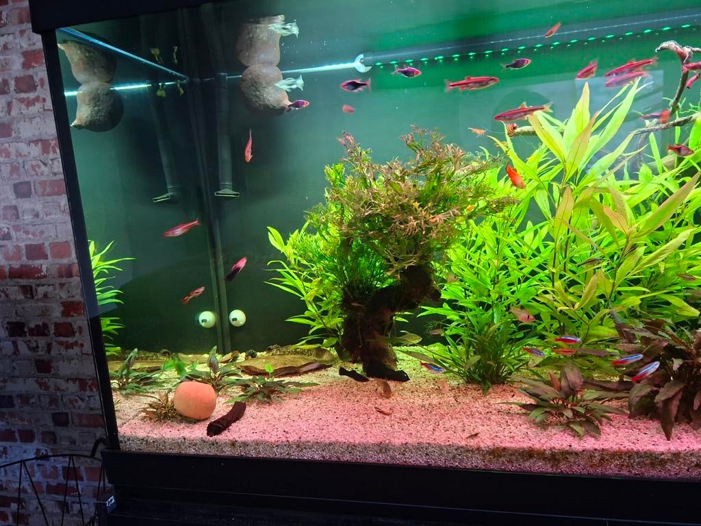 Aquarium juwel 450 liter, Dieren en Toebehoren, Ophalen, Gevuld zoetwateraquarium