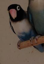 Mooie Agapornis personata,  personatus, Vrouwelijk, Dwergpapegaai of Agapornis