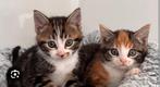 Gezocht 2 kittens, Poes, Kortharig, 0 tot 2 jaar