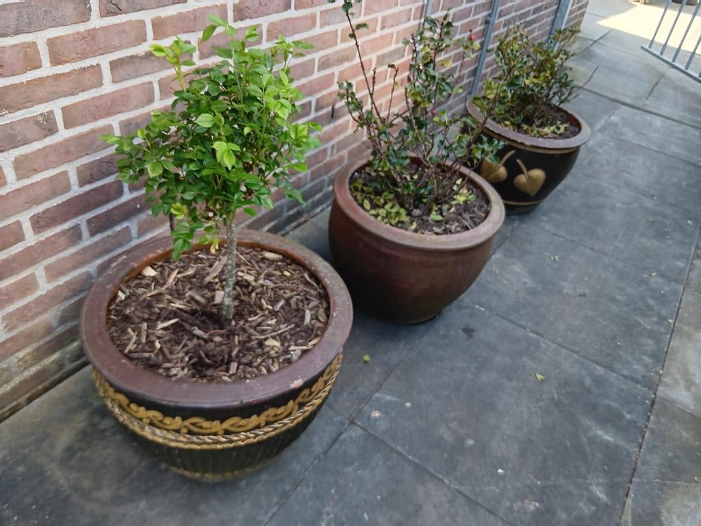 Bloembakken, Ophalen, Gebruikt, Minder dan 60 cm, Rond