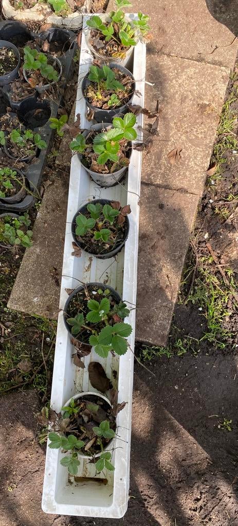 Kweekbak  bloemmenpot 100x12x12cm Aardbeien bloem plantenbak, Ophalen of Verzenden, Zo goed als nieuw