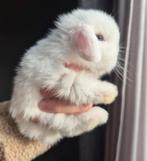 Lieve knappe Minilop konijntjes🩷💙, Dieren en Toebehoren, Konijnen, Meerdere dieren, Dwerg