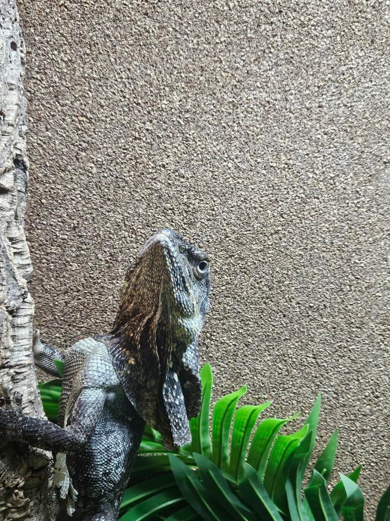 Kraaghagedis  man te koop.