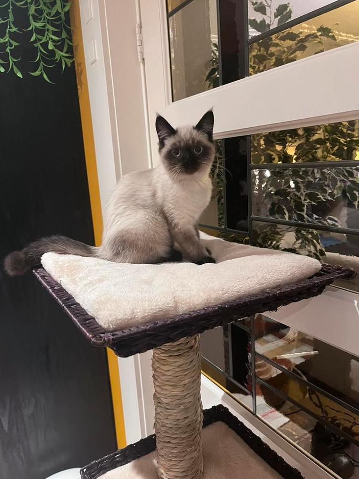 Ragdoll kitten poesje Seal Point 13 weekjes, Dieren en Toebehoren, Katten en Kittens | Dekkaters, 0 tot 2 jaar