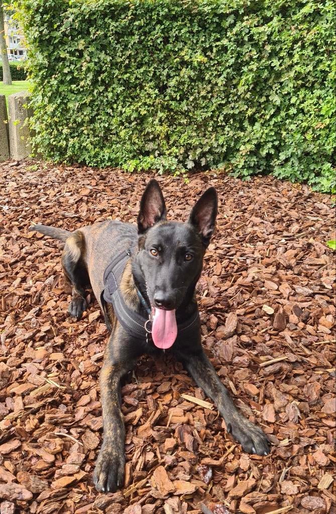 Middelgrote Hollandse/Mechelse herder, Dieren en Toebehoren, Honden | Herdershonden en Veedrijvers, 6 jaar of ouder, Reu, Parvo