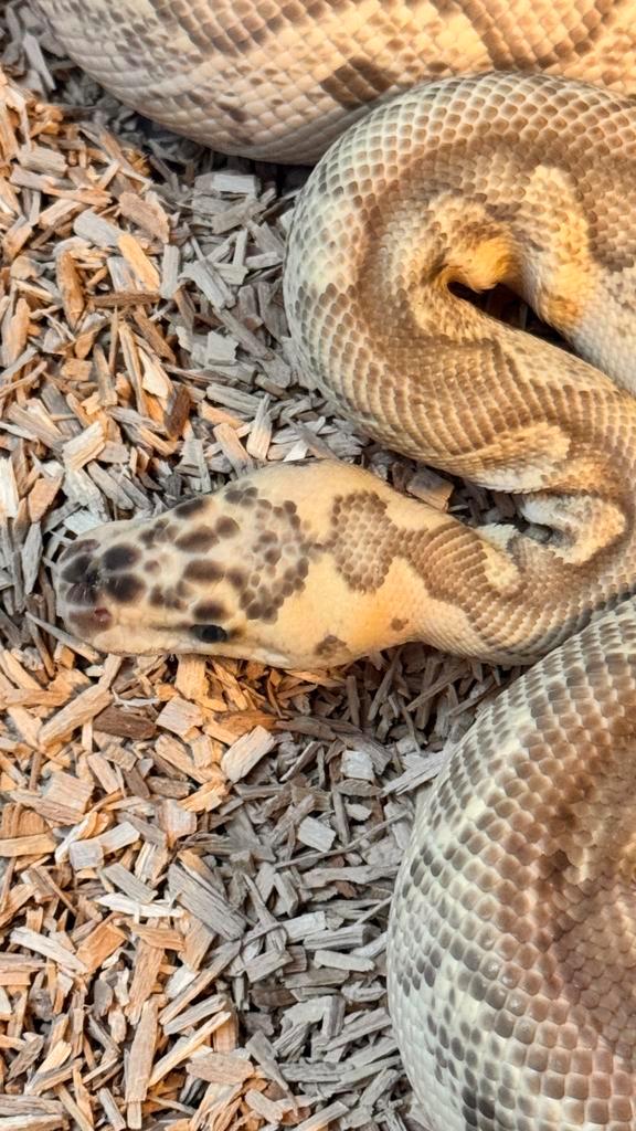 Verschillende ballpythons en rattenslang doe een goed bod!! Rat Snake - male for sale from Norries Reptiles