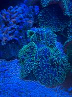 Indische schijfanemonen, Overige typen