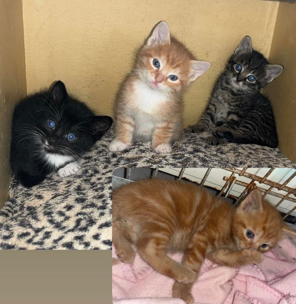 Super schattige kittens te koop, Dieren en Toebehoren, Katten en Kittens | Overige Katten, Meerdere dieren