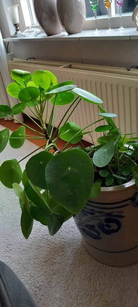 Grote Pannenkoekplant (Pilea Peperomioides), Ophalen, Overige soorten, Halfschaduw, In pot