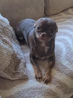 Chihuahua teefje, 6 mnd oud, 15 weken tot 1 jaar, Teef, Eén hond, Chihuahua