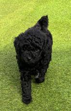 Lieve toy poedel/poedel pup (mag volgende week verhuizen), Dieren en Toebehoren, Honden | Chihuahua's en Gezelschapshonden, Poedel