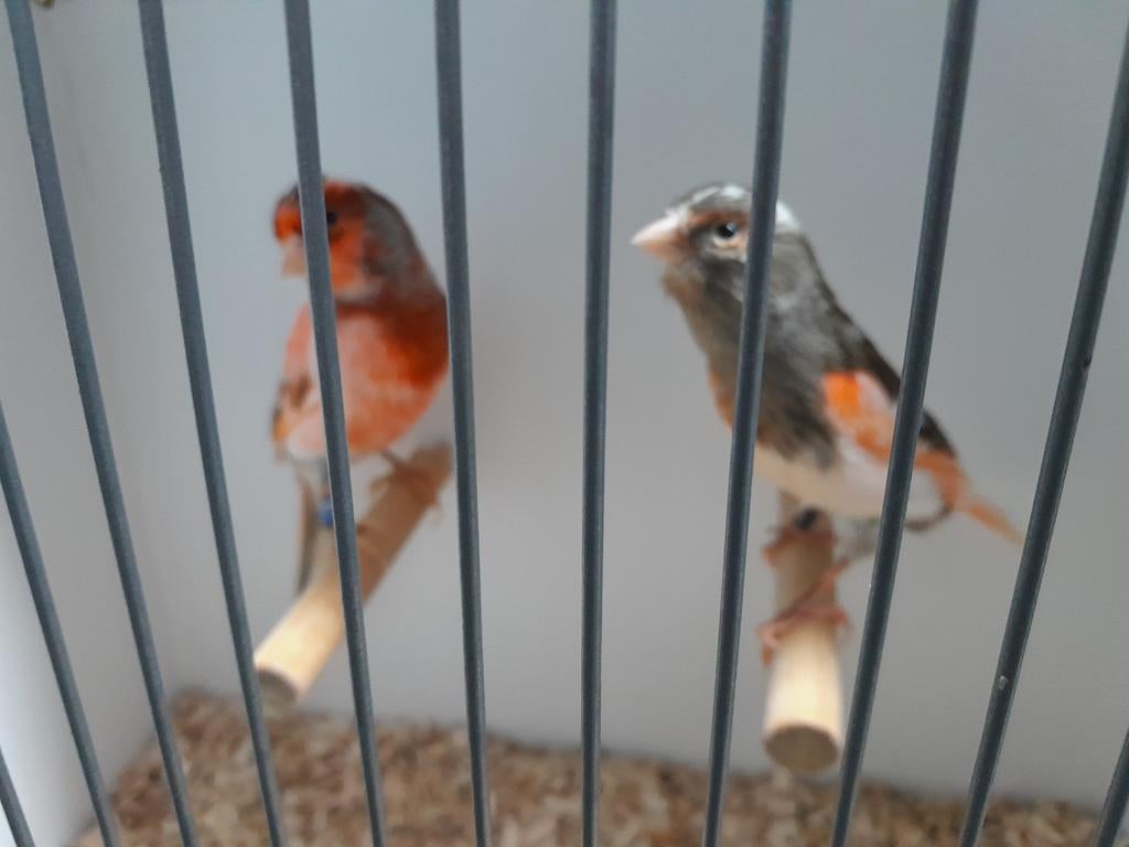 Koppel kanarie, Meerdere dieren, Kleurkanarie