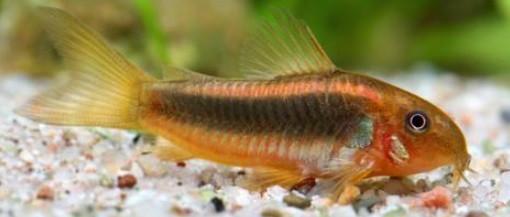 Corydora Red stripe (CW14) - Koidream Valburg, Dieren en Toebehoren, Vissen | Aquariumvissen, Zoetwatervis, Vis