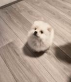 Pomeriaan pups, Dieren en Toebehoren, Particulier, 8 tot 15 weken, Buitenland, Parvo