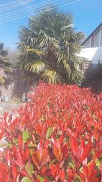 7 Red Robin struiken, 150cm hoog, ophalen, Ophalen, Overige soorten, Halfschaduw