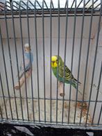 Melanastic grasparkieten, Meerdere dieren, Parkiet