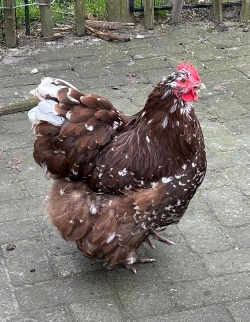 Gezocht: Grote orpington hen Choco Gepareld, Dieren en Toebehoren, Vrouwelijk, Kip
