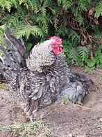 Koekoek krulhaan, Mannelijk, Kip