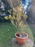 Grote Oleander in pot - Buitenplant, Volle zon, Vaste plant, Zomer, Ophalen