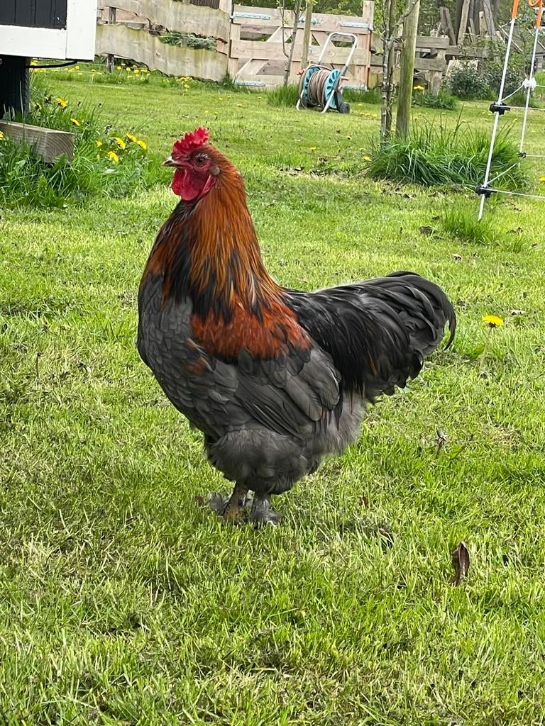 Mooie haan, kruising Brahma en Welsumer, Mannelijk, Kip