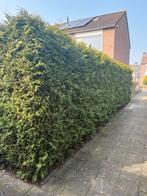 GRATIS Coniferen Heg - Zelf uithalen, Tuin en Terras, Planten | Struiken en Hagen, Ophalen, Conifeer, Haag, 100 tot 250 cm