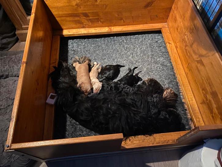 Werpkist, puppyren en puppybenodigdheden, Dieren en Toebehoren, Hondenbenches, Gebruikt, Ophalen