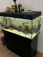 Aquarium Juwel rio 180 compleet, en met vissen., Ophalen, Zo goed als nieuw, Gevuld zoetwateraquarium