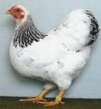Wyandotte Wit zwartcolumbia gezocht, Dieren en Toebehoren, Pluimvee, Vrouwelijk, Kip